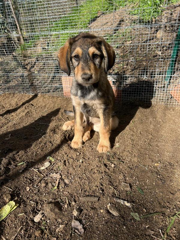 Toby Dolce Cucciolo Cerca Famiglia  Foto 3